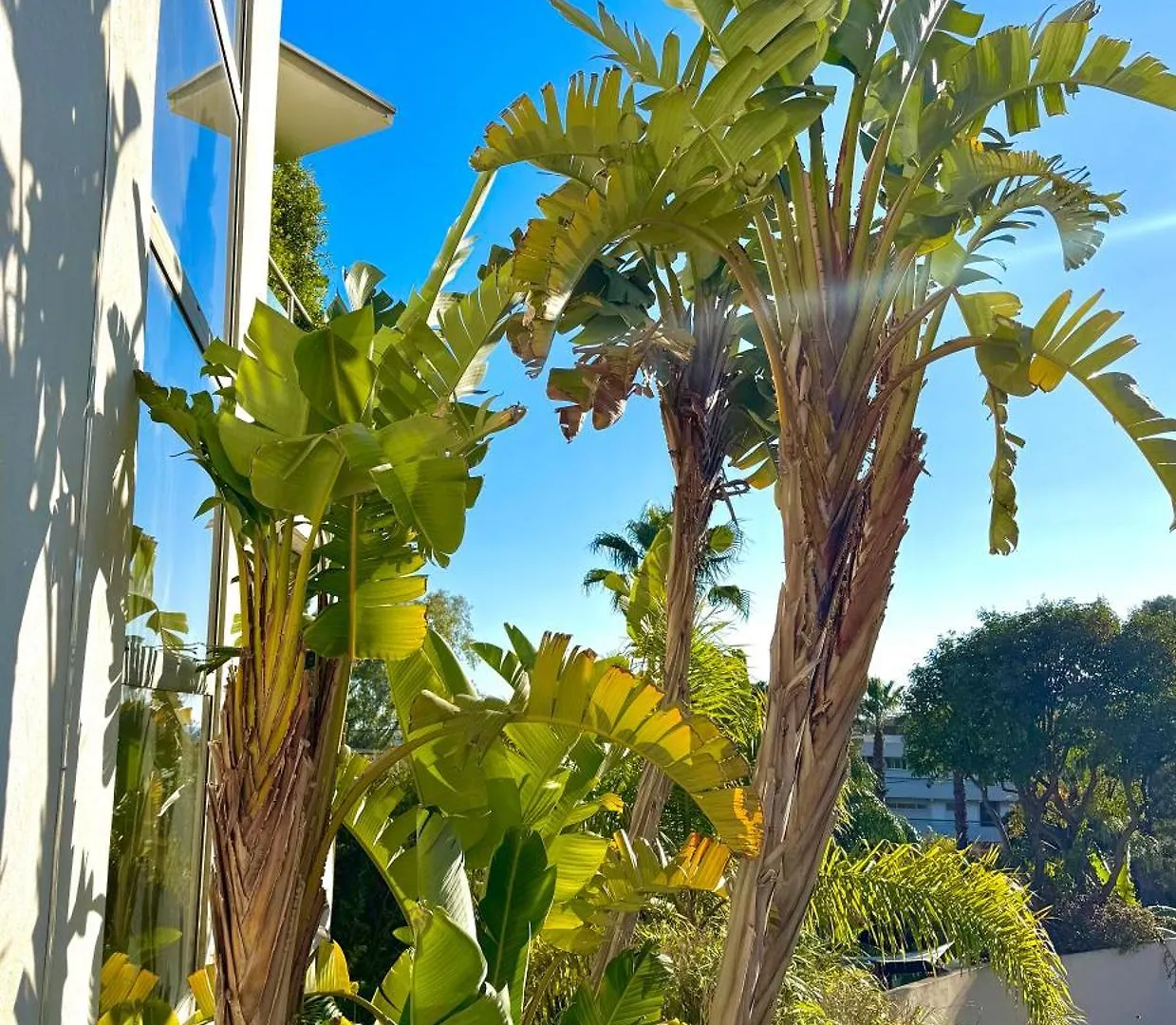 Cannes Villa St Barth
